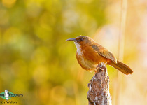 Rusty-cheeked scimitar babbler