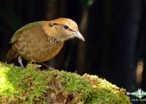 Rusty-naped pitta