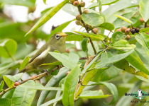 São Tomé white-eye