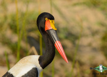 Saddle-billed stork