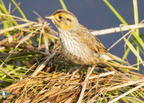 Saltmarsh Sparrow