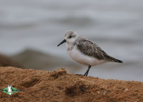 Sanderling