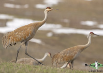 Sandhill Crane