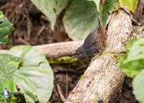 Santa Marta Tapaculo