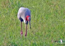 Sarus Crane