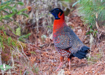 Satyr Tragopan