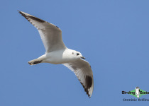 Saunders's Gull