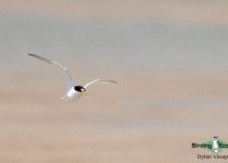 Saunders's Tern