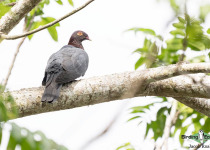 Scaly-naped Pigeon