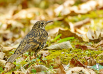 Scaly Thrush