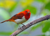 Scarlet-and-white Tanager