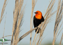 Scarlet-headed Blackbird