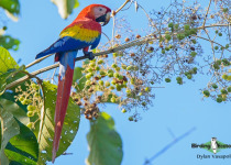 Scarlet Macaw