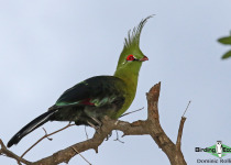Schalow's turaco