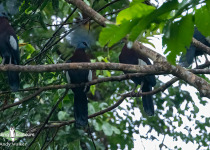 Sclater's crowned pigeon