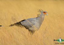 Secretarybird