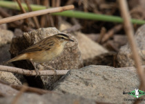 Sedge Warbler