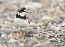 Semipalmated Plover