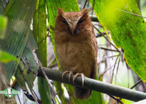 Serendib Scops Owl