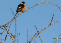 Shaft-tailed Whydah