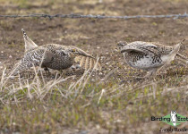 Sharp-tailed grouse