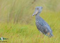 Shoebill