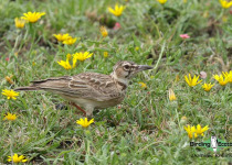 Short-tailed Lark