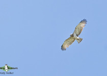 Short-toed Snake Eagle