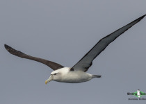 Shy Albatross