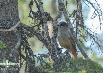 Siberian Jay