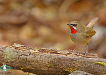 Siberian Rubythroat