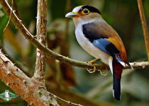 Silver-breasted broadbill