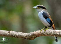 Silver-breasted broadbill