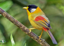 Silver-eared Mesia