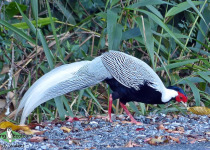 Silver Pheasant
