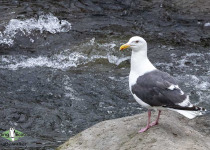 Slaty-backed Gull