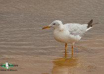 Slender-billed gull