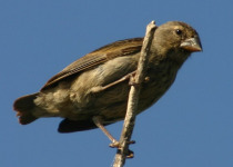 Small Ground Finch