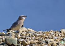 Small Pratincole