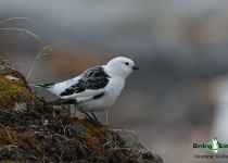 Snow Bunting