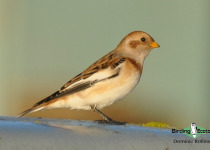 Snow Bunting