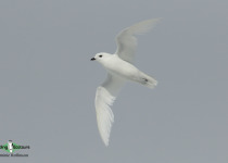 Snow Petrel