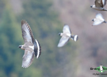 Snow Pigeon