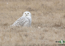 Snowy Owl