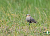 Sociable Lapwing