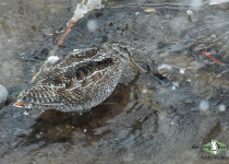 Solitary Snipe