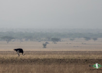 Somali ostrich