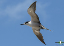 Sooty Tern
