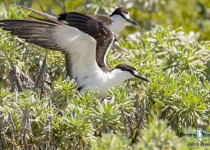 Sooty Tern