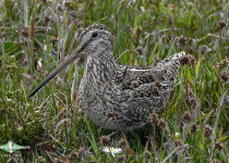 South American Snipe